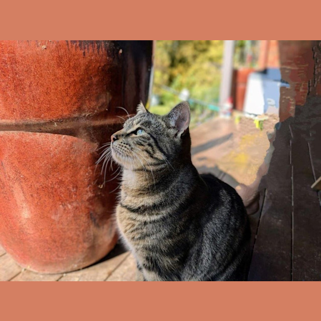 Photo of Cheeta Babbington