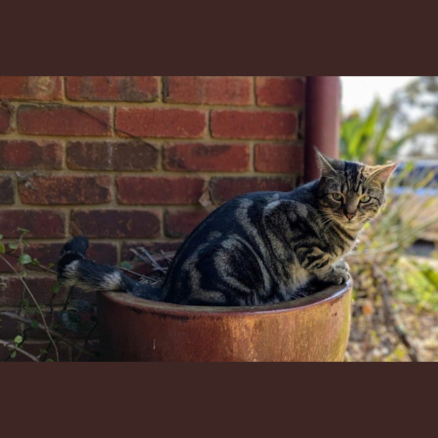 Photo of Cheeta Babbington