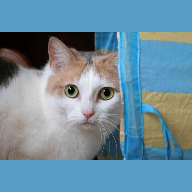 Photo of Allington Jagger