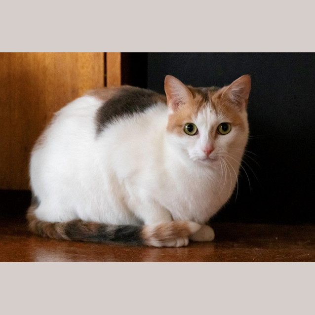 Photo of Allington Jagger