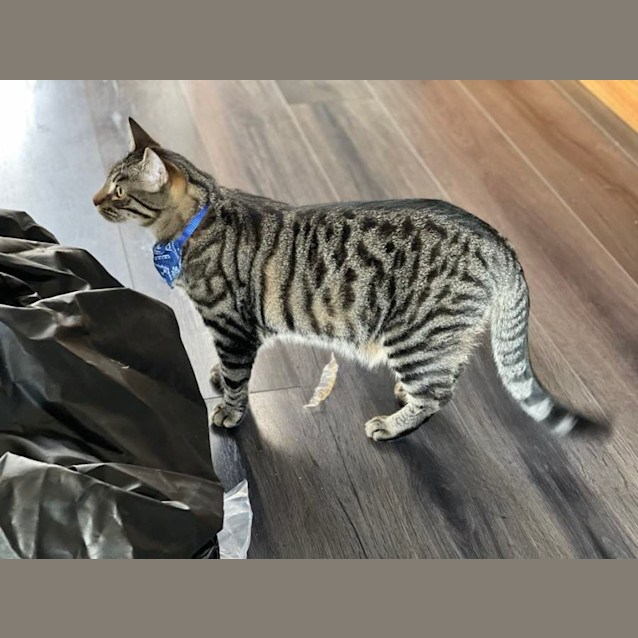 Photo of Rex ** 2nd Chance Cat Rescue**