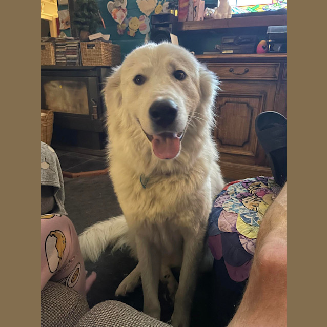 Photo of King