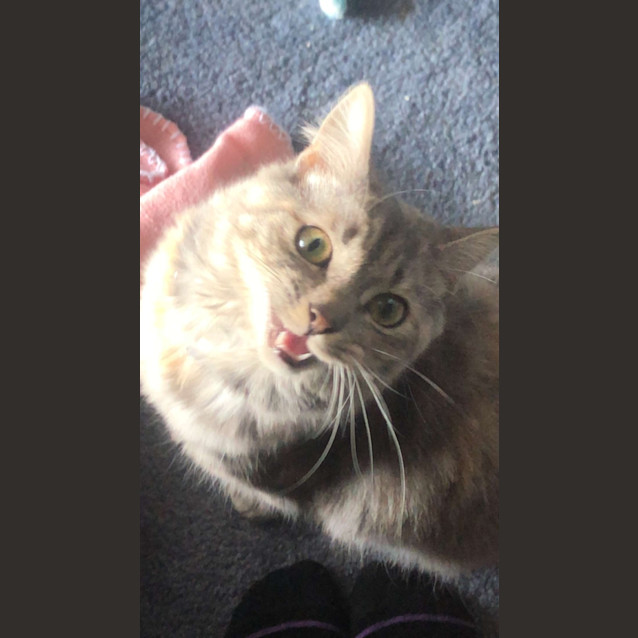 Photo of Willow Meet Me@Petstock Mornington Store Nepeanhwy