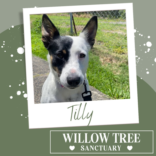 Photo of Tilly