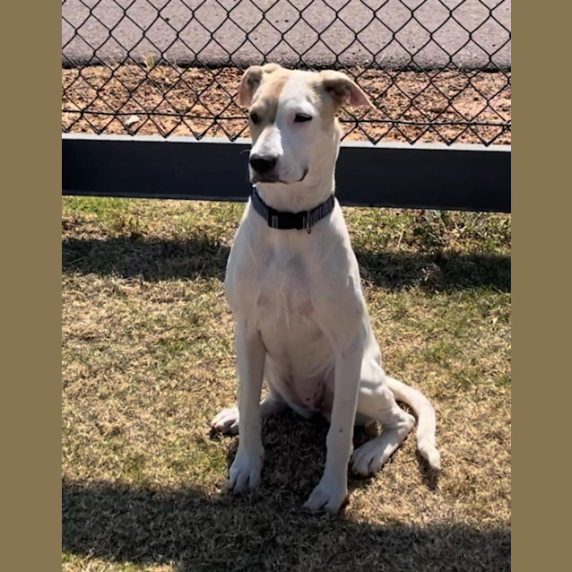 Photo of Penny