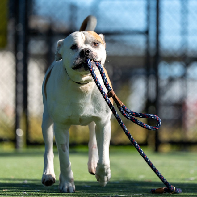 Photo of Blokka Imp 2073