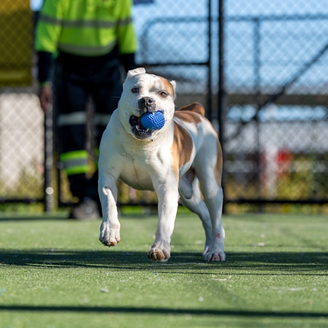 Photo of Blokka Imp 2073