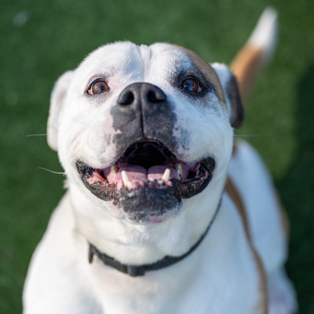 Photo of Blokka Imp 2073