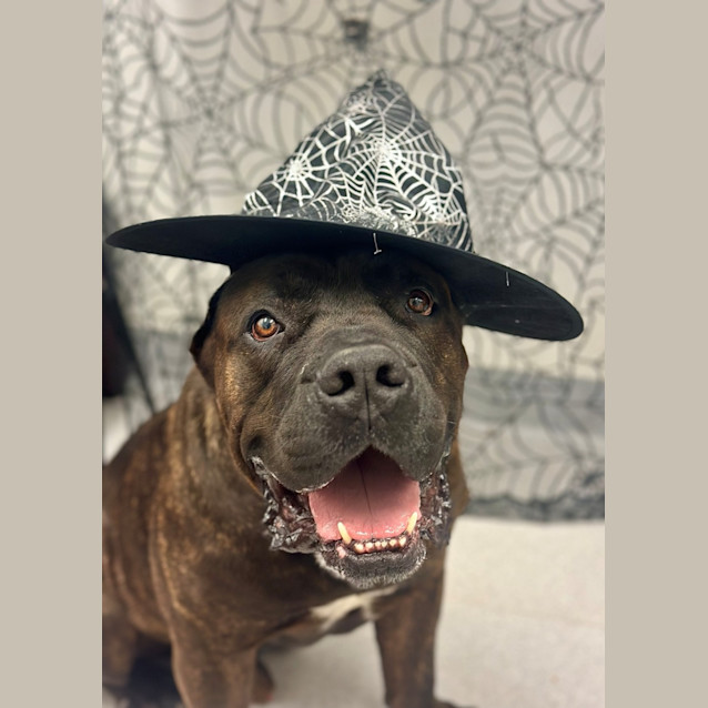 Photo of Bubba
