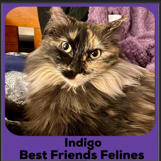 Photo of Indigo 