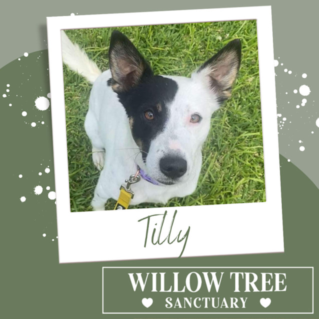 Photo of Tilly