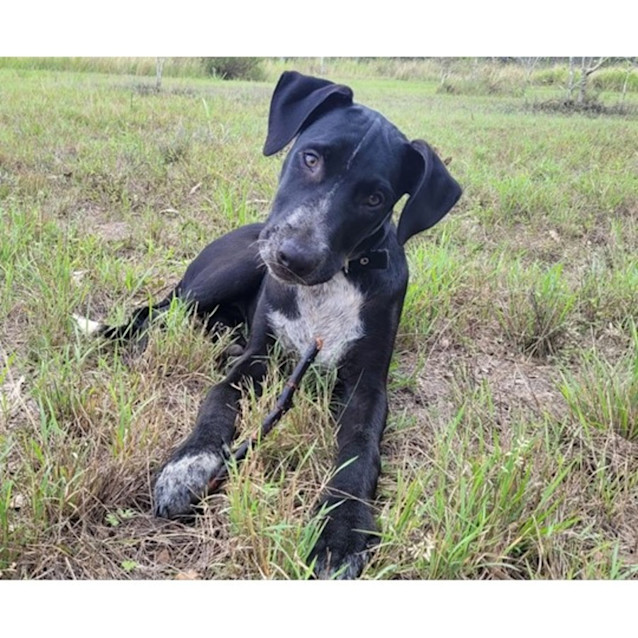 Photo of Blueberry *$250 Adoption Fee*