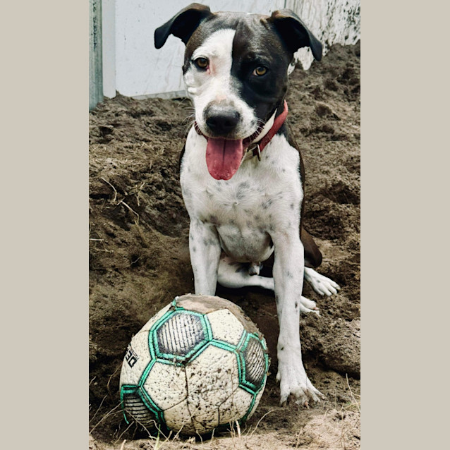 Photo of Milo & Oreo   2 Year Old Staffies (Trial)