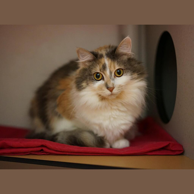 Photo of Coco