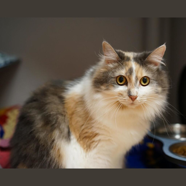 Photo of Coco