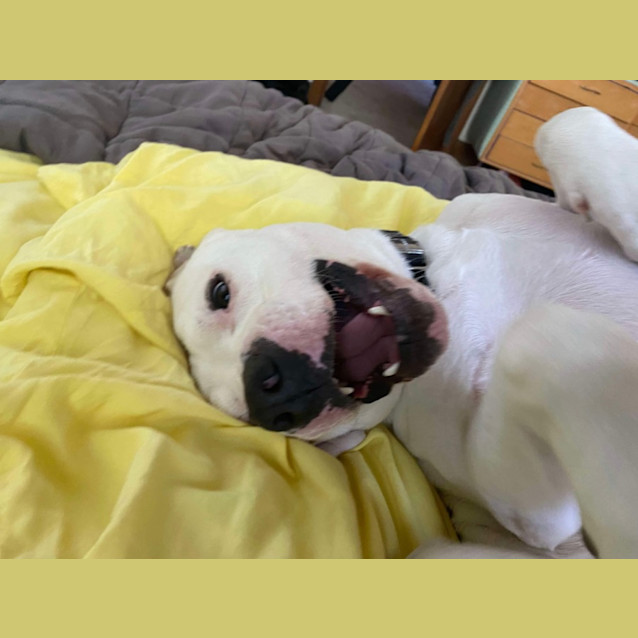 Photo of Casper