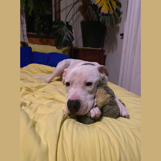 Photo of Casper