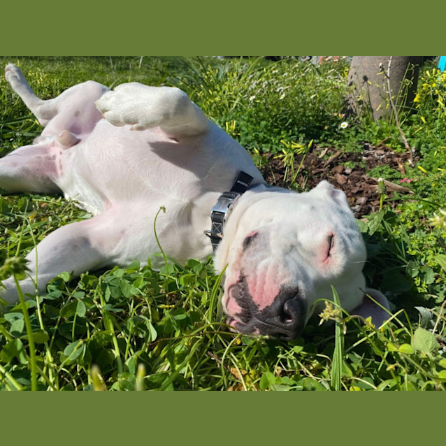 Photo of Casper