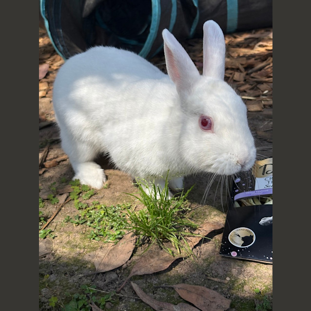 Photo of Princess Bubblegum