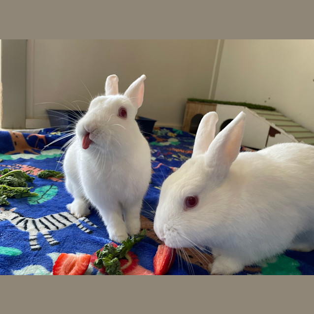 Photo of Princess Bubblegum