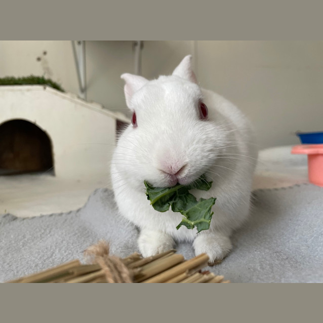 Photo of Princess Bubblegum