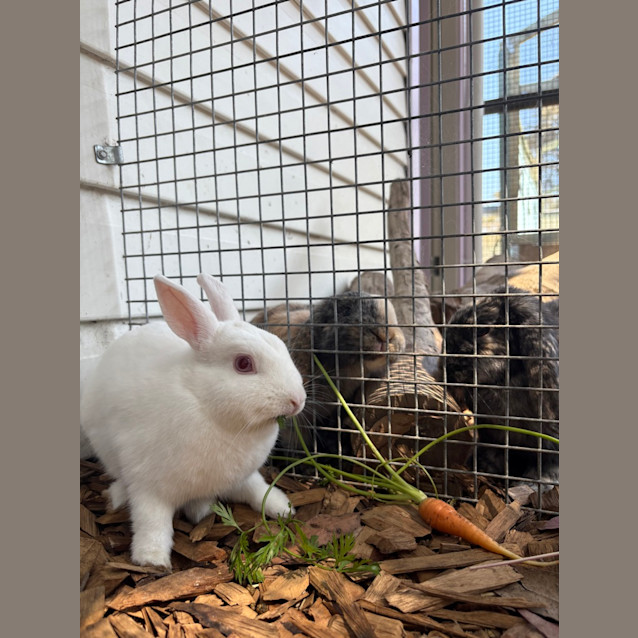 Photo of Princess Bubblegum