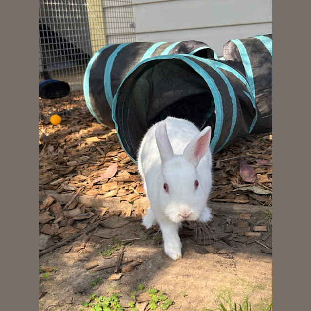 Photo of Princess Bubblegum