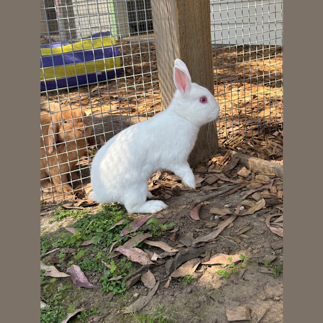 Photo of Princess Bubblegum