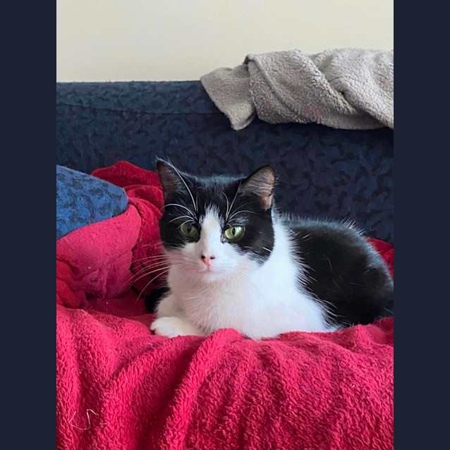 Photo of Clessie **2nd Chance Cat Rescue**