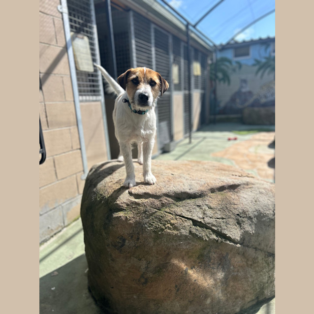 Photo of Turbo
