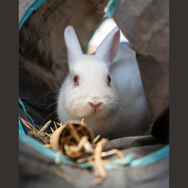 Photo of Princess Bubblegum