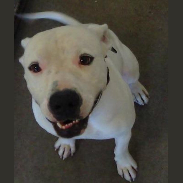 Photo of Butch