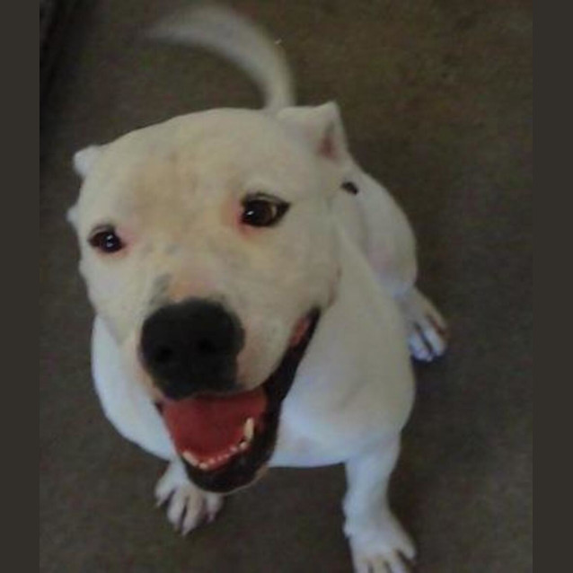 Photo of Butch