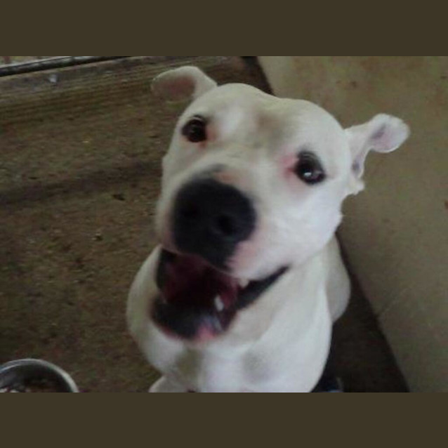 Photo of Butch