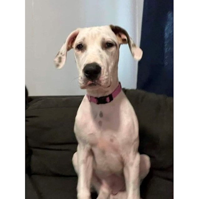 Photo of Talia *$250 Adoption Fee*