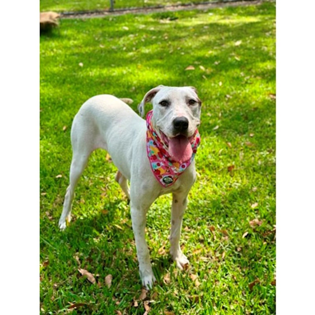 Photo of Talia *$250 Adoption Fee*