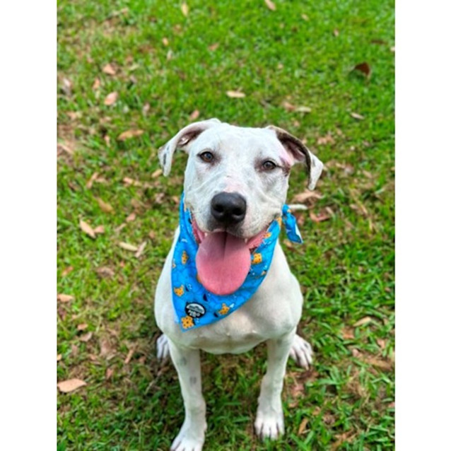 Photo of Talia *$250 Adoption Fee*