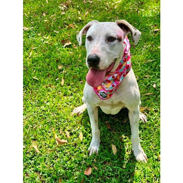 Photo of Talia *$250 Adoption Fee*