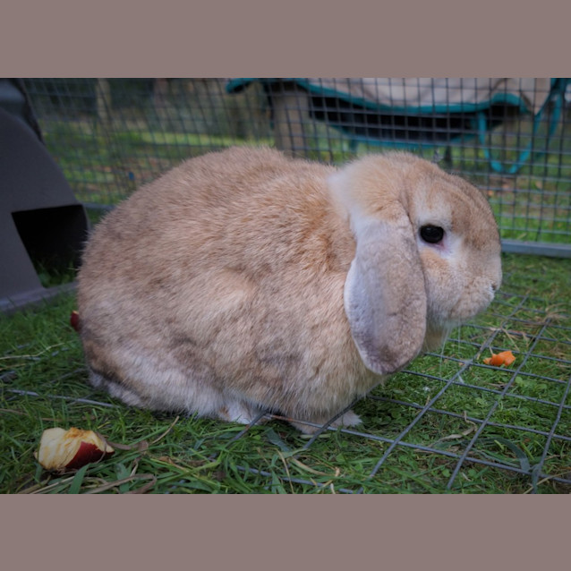Photo of Starsky