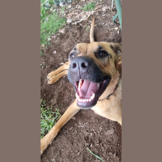 Photo of Archie
