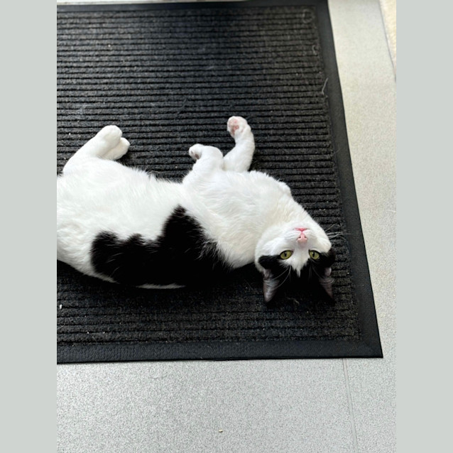 Photo of ✨ Atlas 5090 ✨