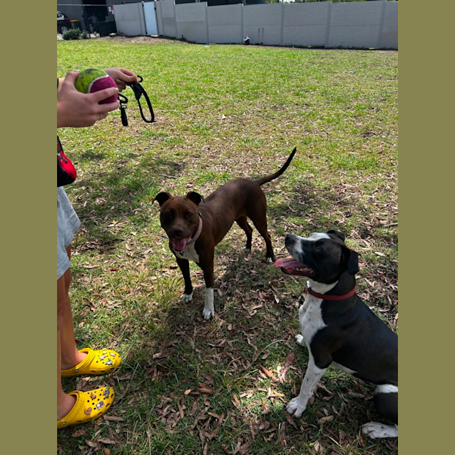 Photo of Milo & Oreo   2 Year Old Staffies (Trial)