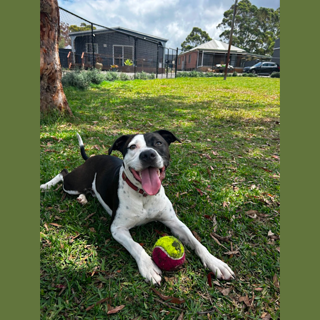 Photo of Milo & Oreo   2 Year Old Staffies (Trial)