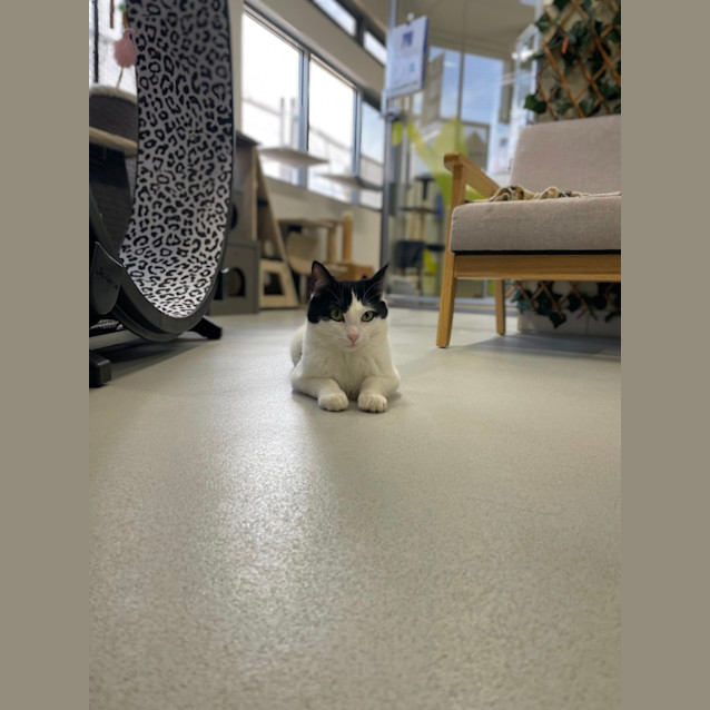 Photo of ✨ Atlas 5090 ✨