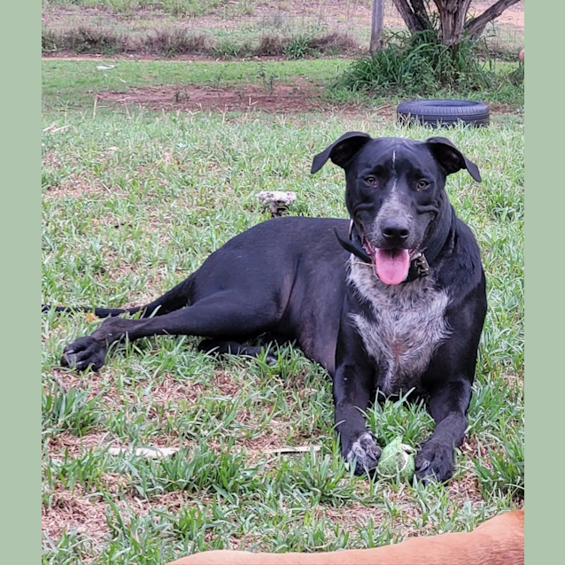 Photo of Blueberry *$250 Adoption Fee*