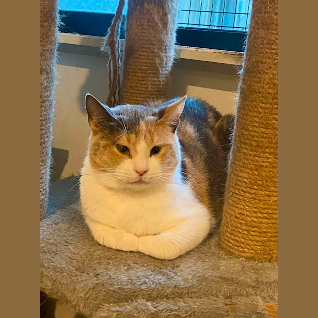 Photo of Annie **2nd Chance Cat Rescue**