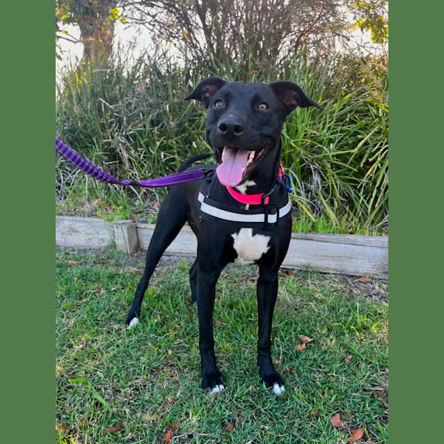 Photo of Bonnie   2 Year Old Kelpie X