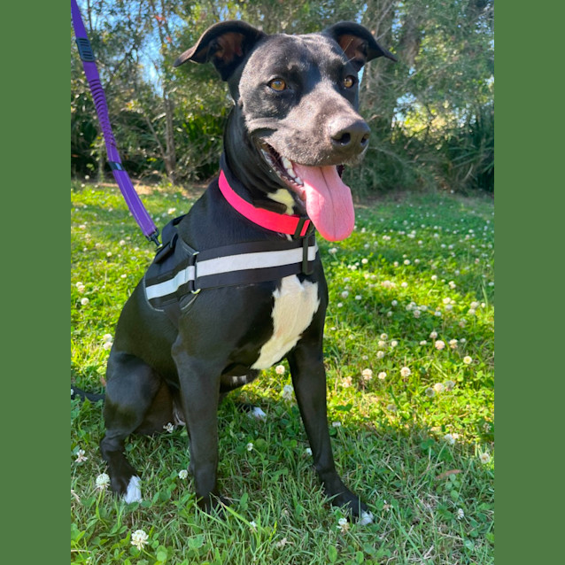 Photo of Bonnie   2 Year Old Kelpie X