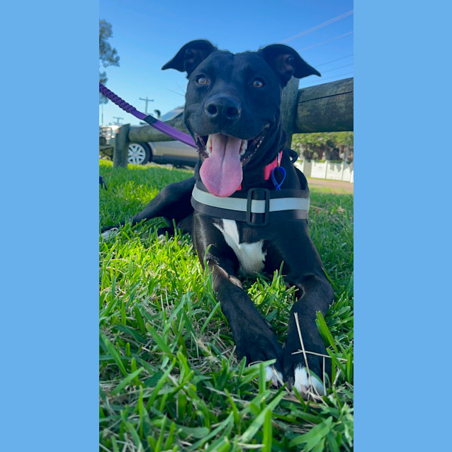 Photo of Bonnie   2 Year Old Kelpie X
