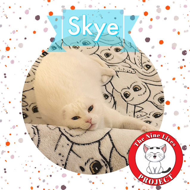 Photo of Skye *9 Lives Project Rescue*